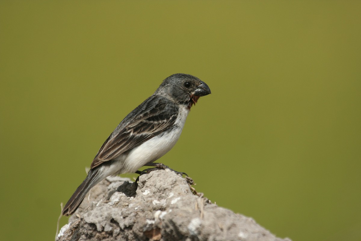 Chestnut-throated Seedeater - ML128019851