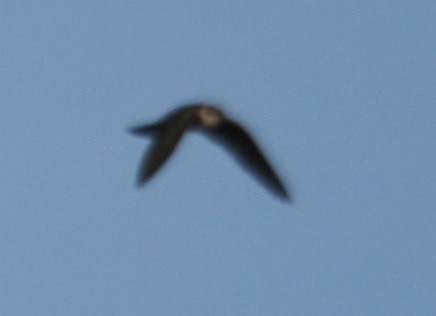Brown-chested Martin (fusca) - ML128024301