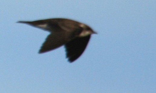 Brown-chested Martin (fusca) - ML128024331