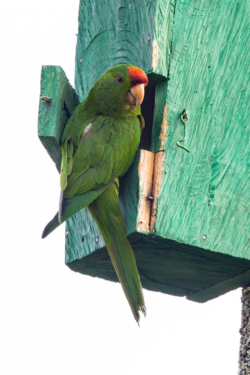 Scarlet-fronted Parakeet - Bob Shettler