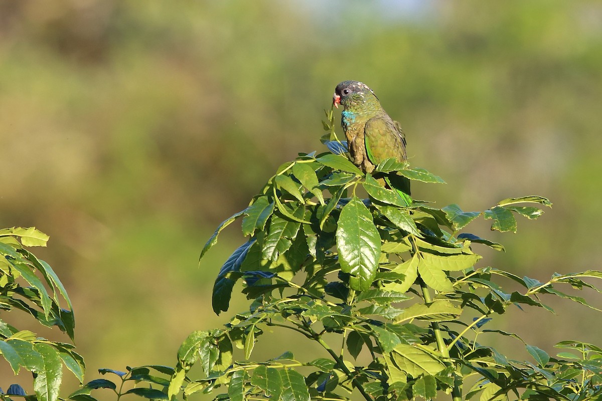 Red-billed Parrot - ML128026371