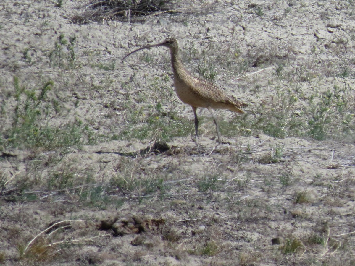 Long-billed Curlew - ML128031081