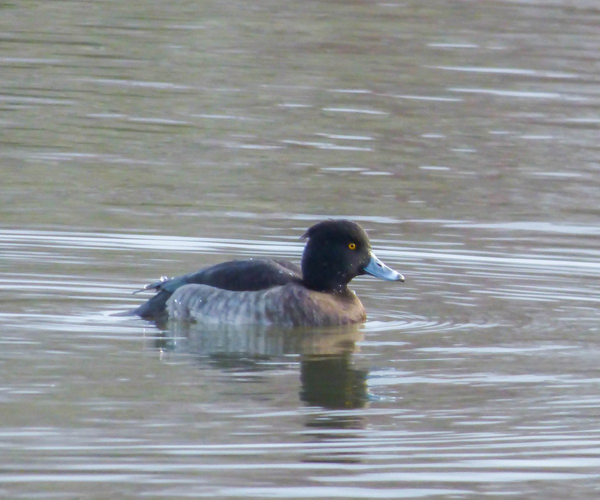 Tufted Duck - Dave Hart