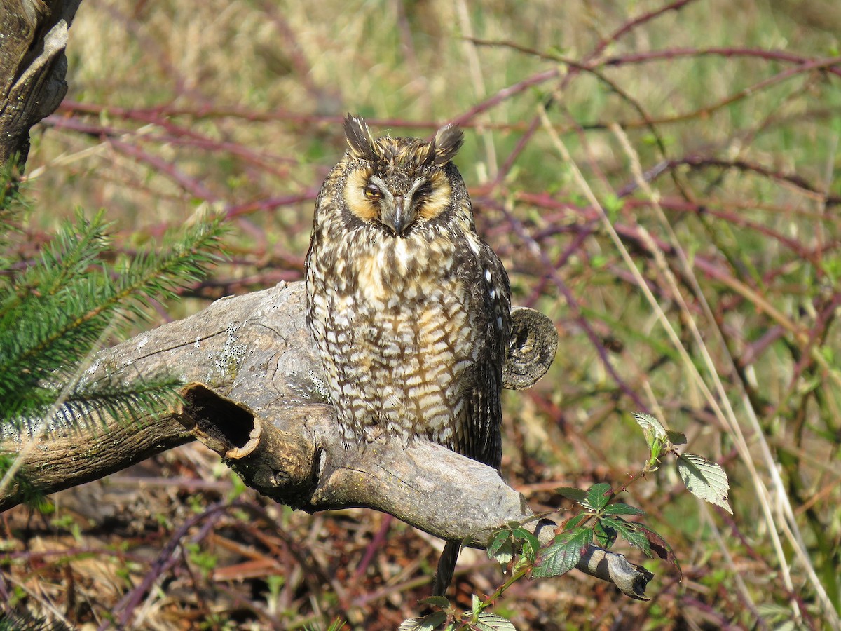 Long-eared Owl - Jordan Gunn