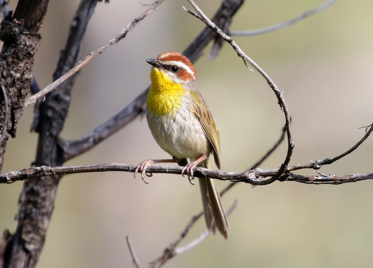 Rufous-capped Warbler - ML128041601
