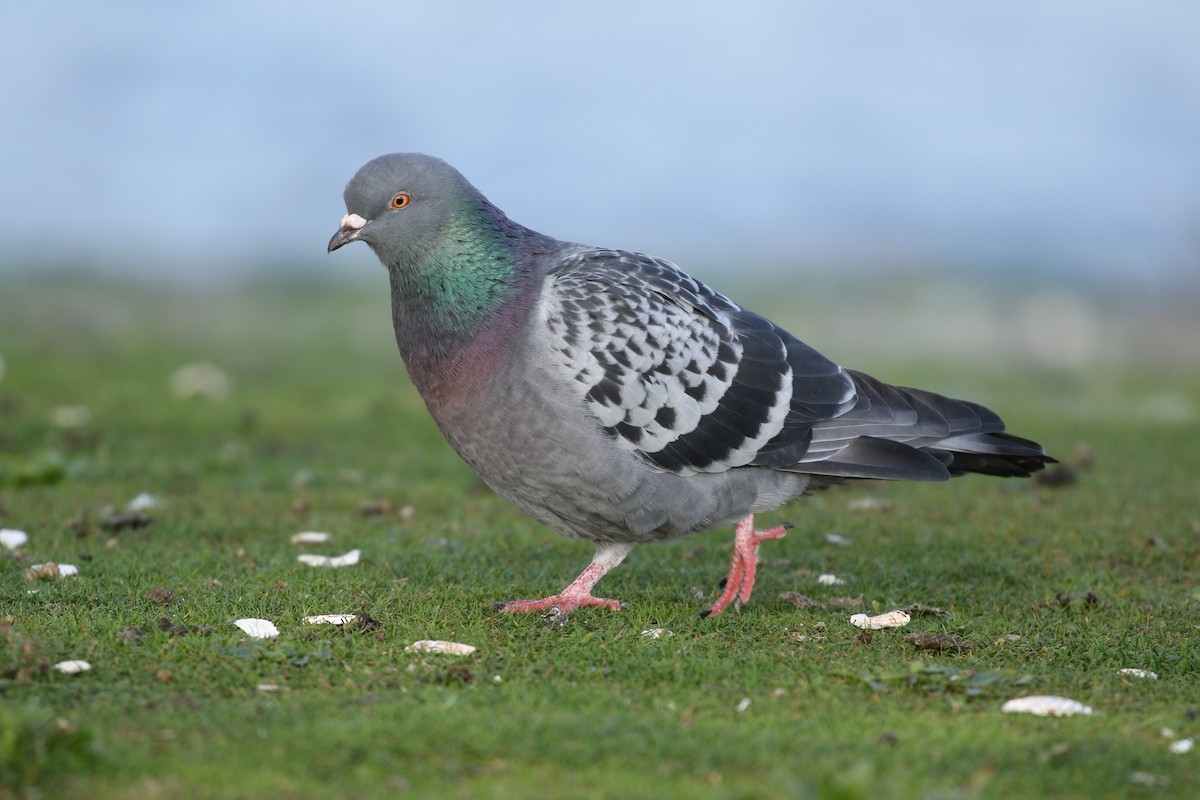 Rock Pigeon (Feral Pigeon) - ML128042211