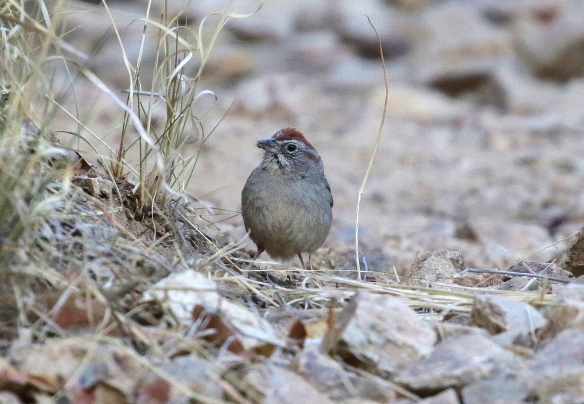 Rufous-crowned Sparrow - Jordan Gunn