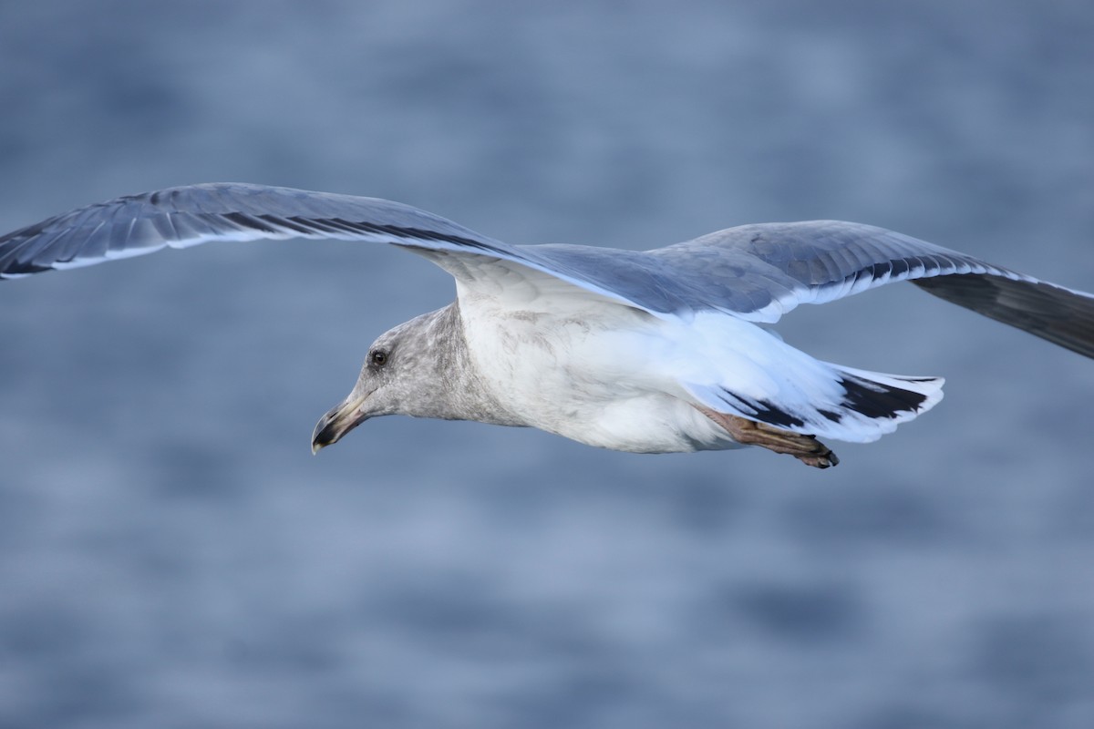 Western x Glaucous-winged Gull (hybrid) - Liam Singh