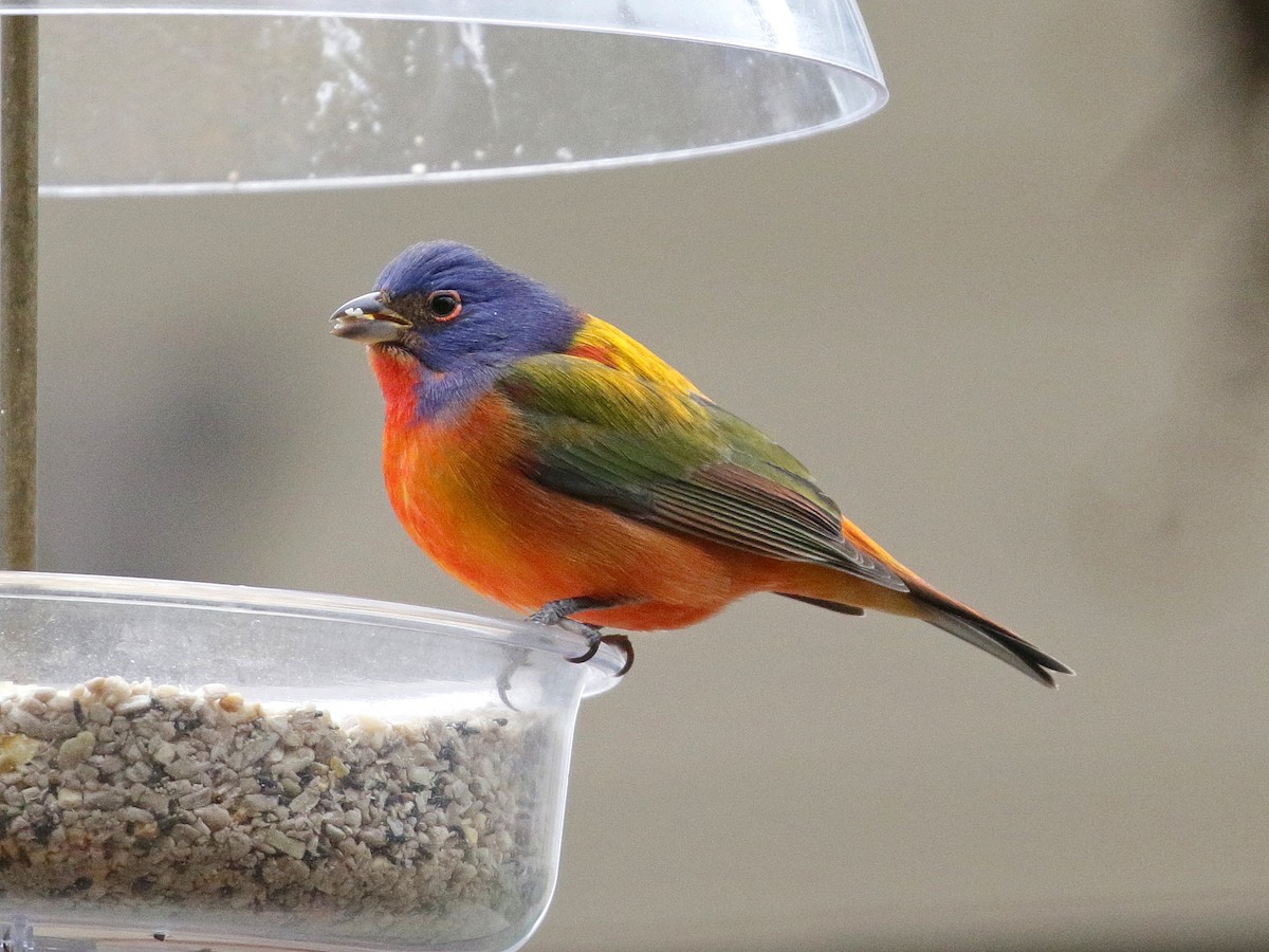 Painted Bunting - ML128045711