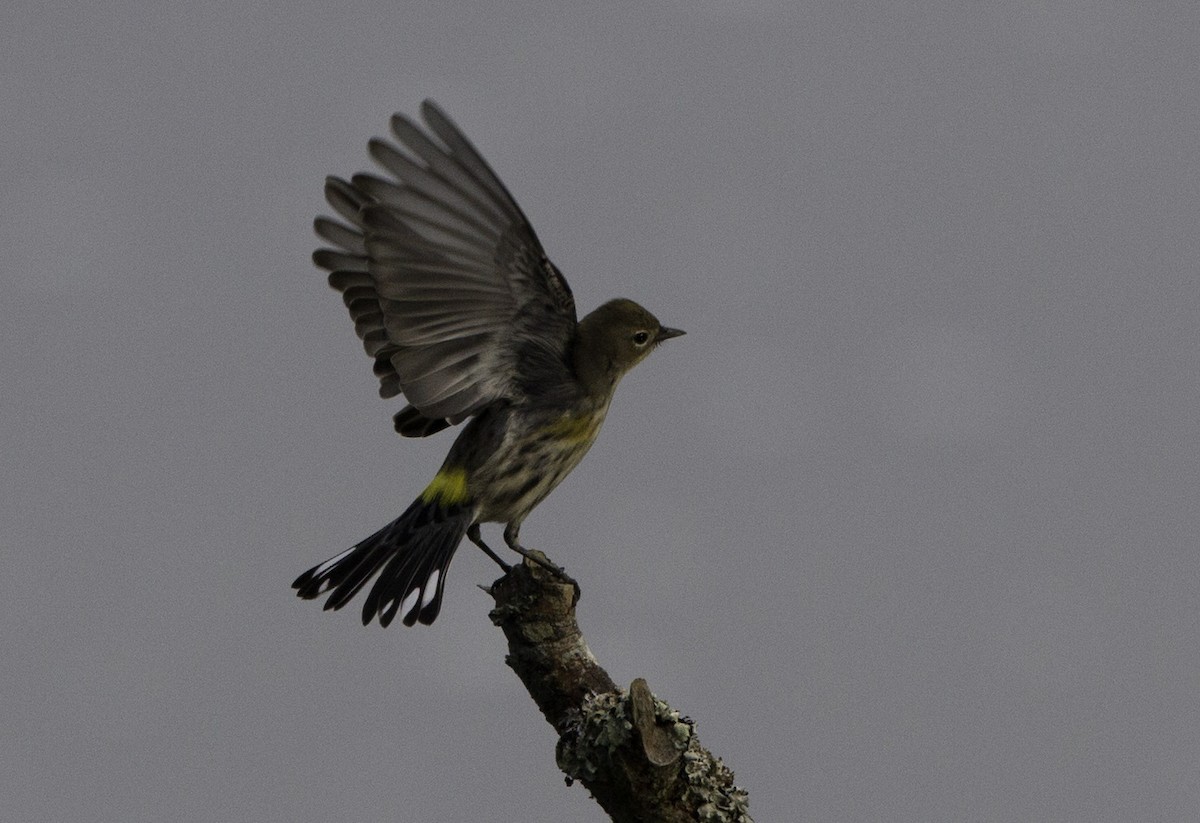 Yellow-rumped Warbler (Audubon's) - ML128049031