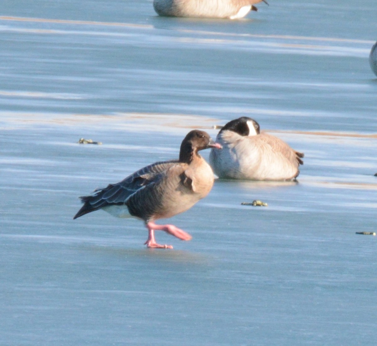 Pink-footed Goose - ML128051271