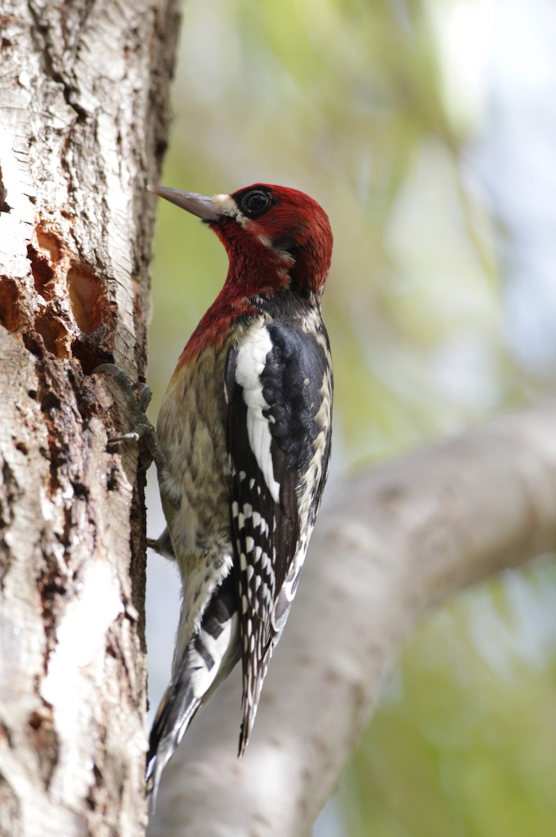 Red-breasted Sapsucker - ML128052431