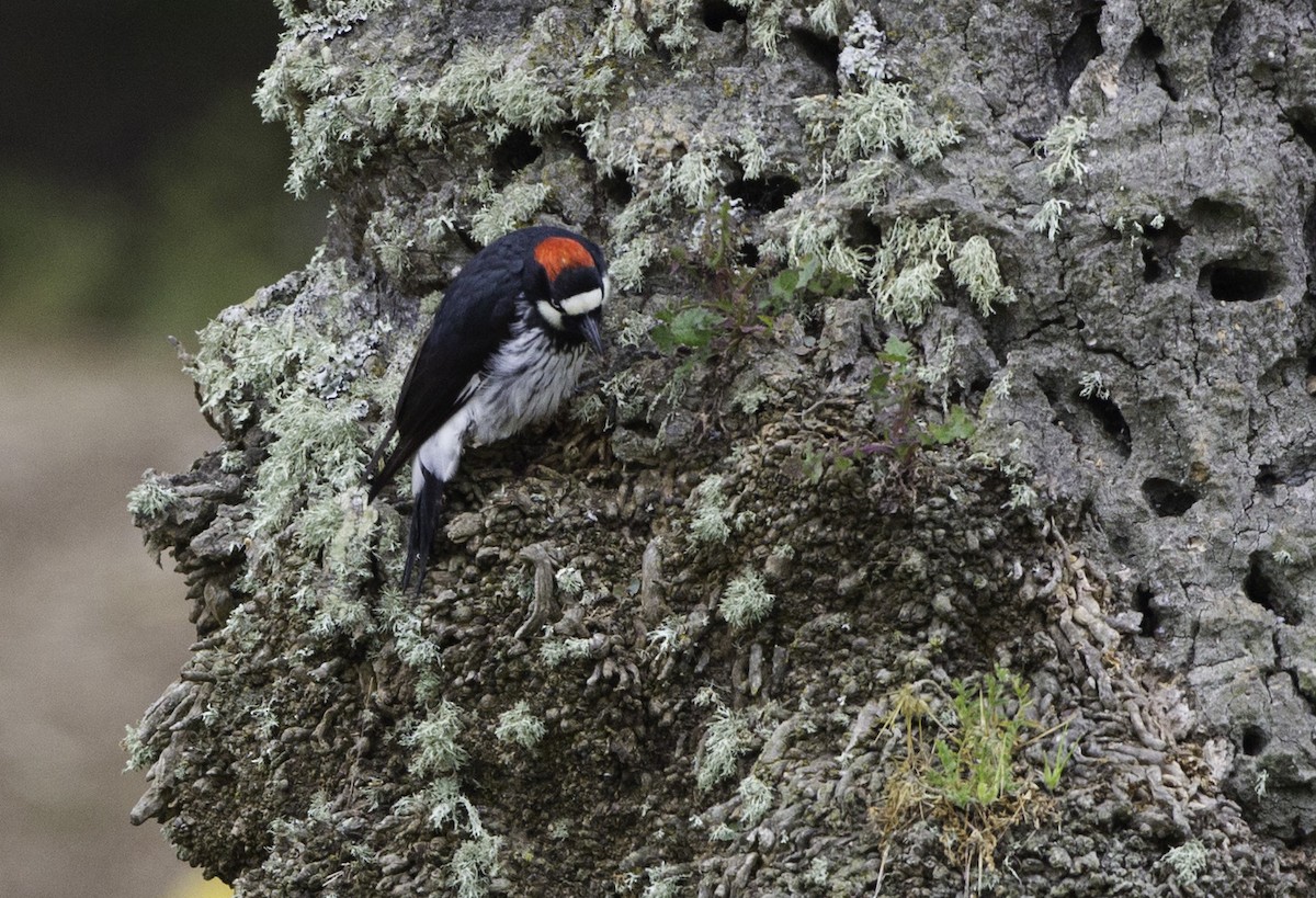 Acorn Woodpecker (Acorn) - Peter Seubert