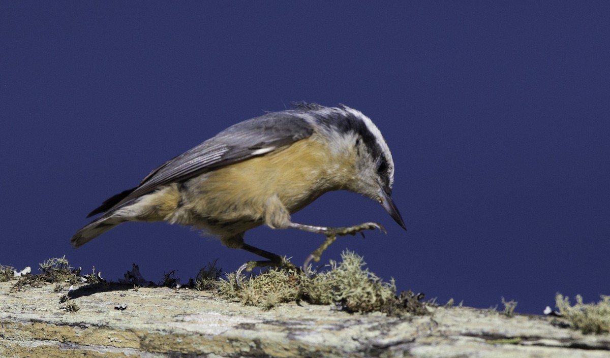 Red-breasted Nuthatch - Peter Seubert