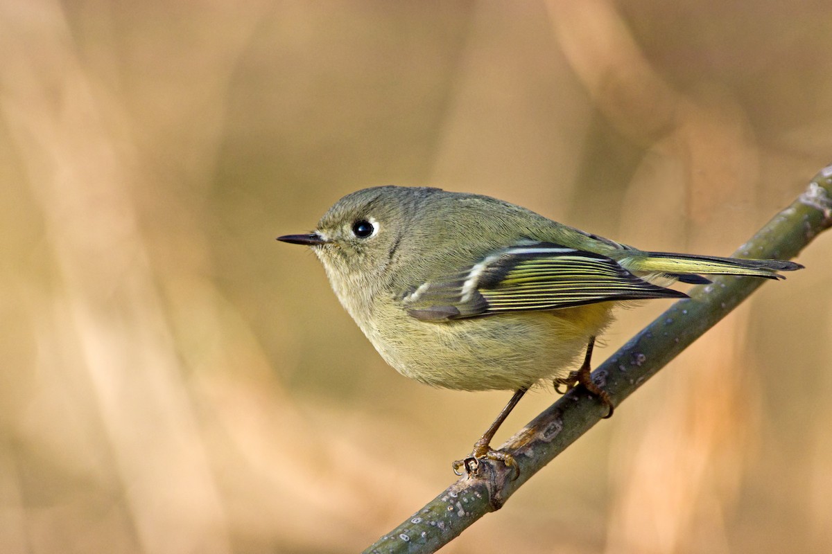 Ruby-crowned Kinglet - Rob Dickerson