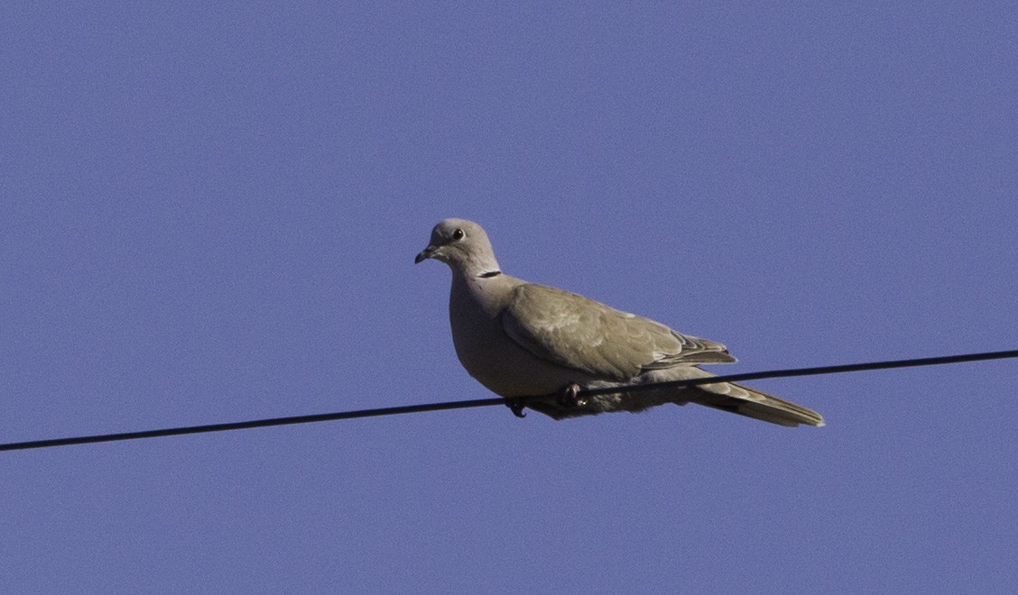 Eurasian Collared-Dove - Peter Seubert