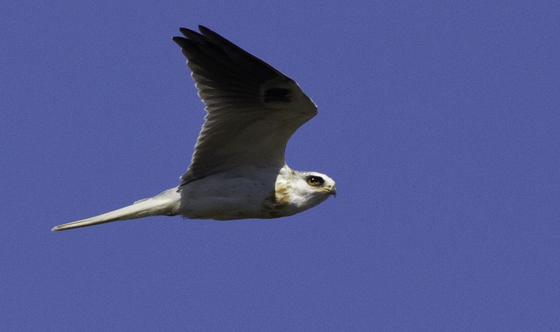 White-tailed Kite - Peter Seubert