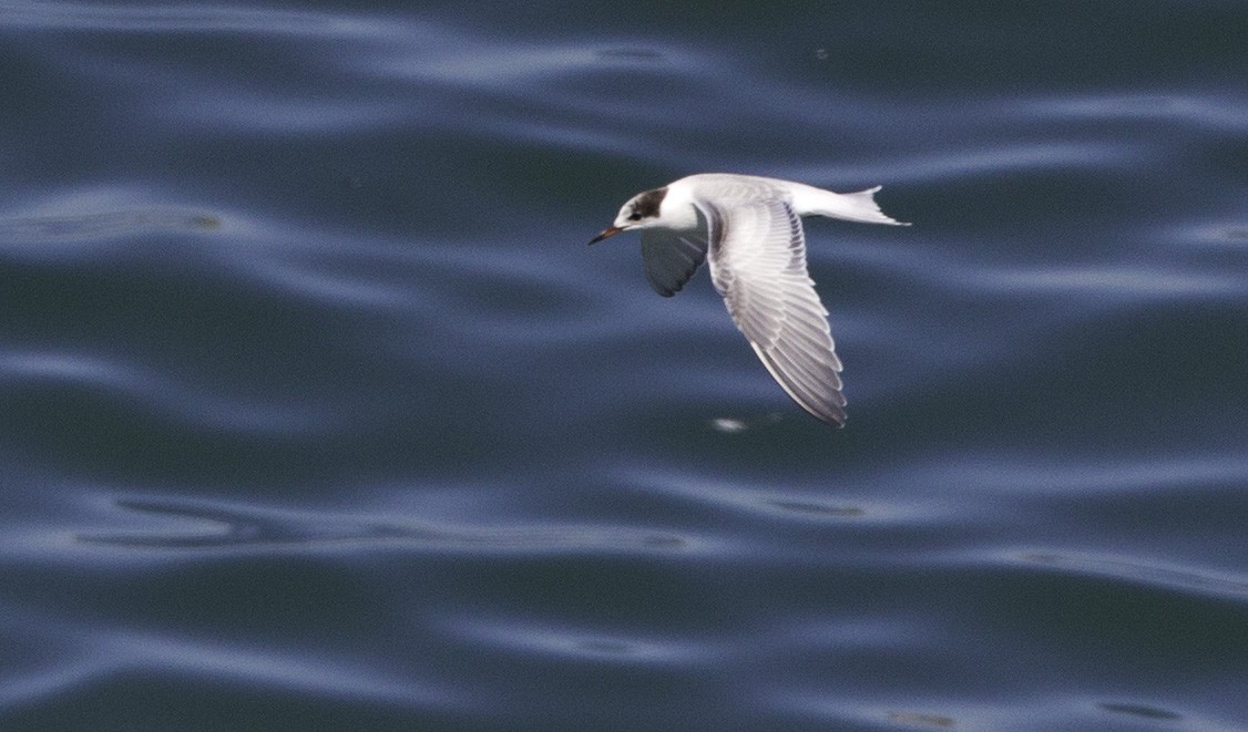 Common Tern - Peter Seubert
