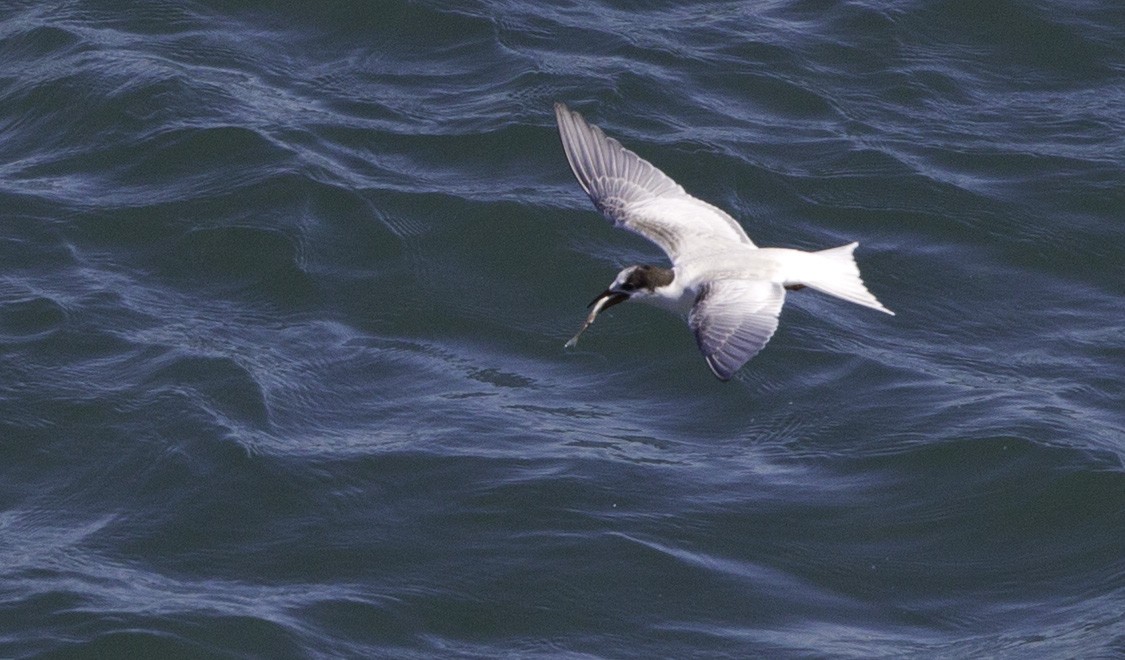 Common Tern - Peter Seubert