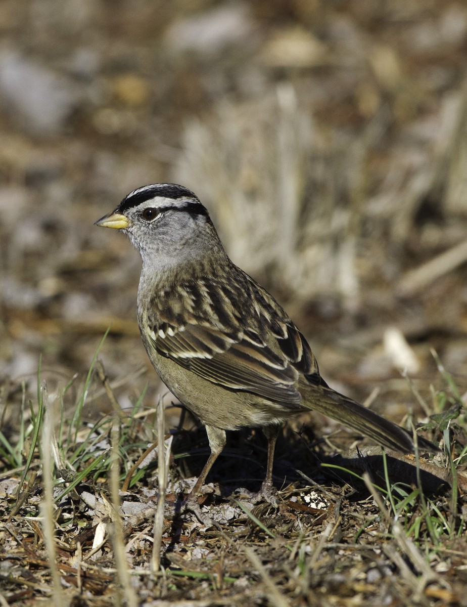 White-crowned Sparrow - Peter Seubert