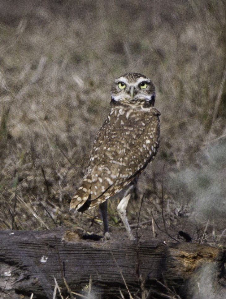 Burrowing Owl - Peter Seubert