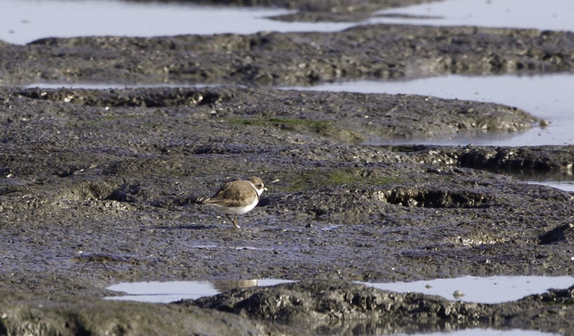 Semipalmated Plover - ML128056951