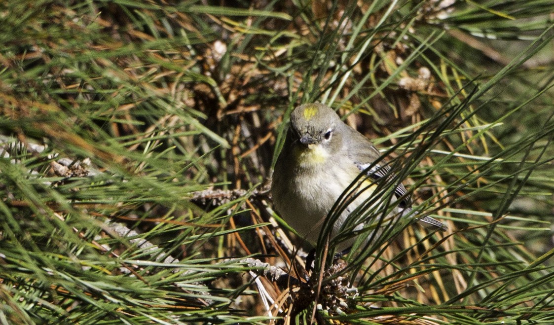 Yellow-rumped Warbler (Audubon's) - ML128056991