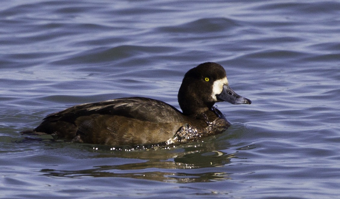 Greater Scaup - ML128057001