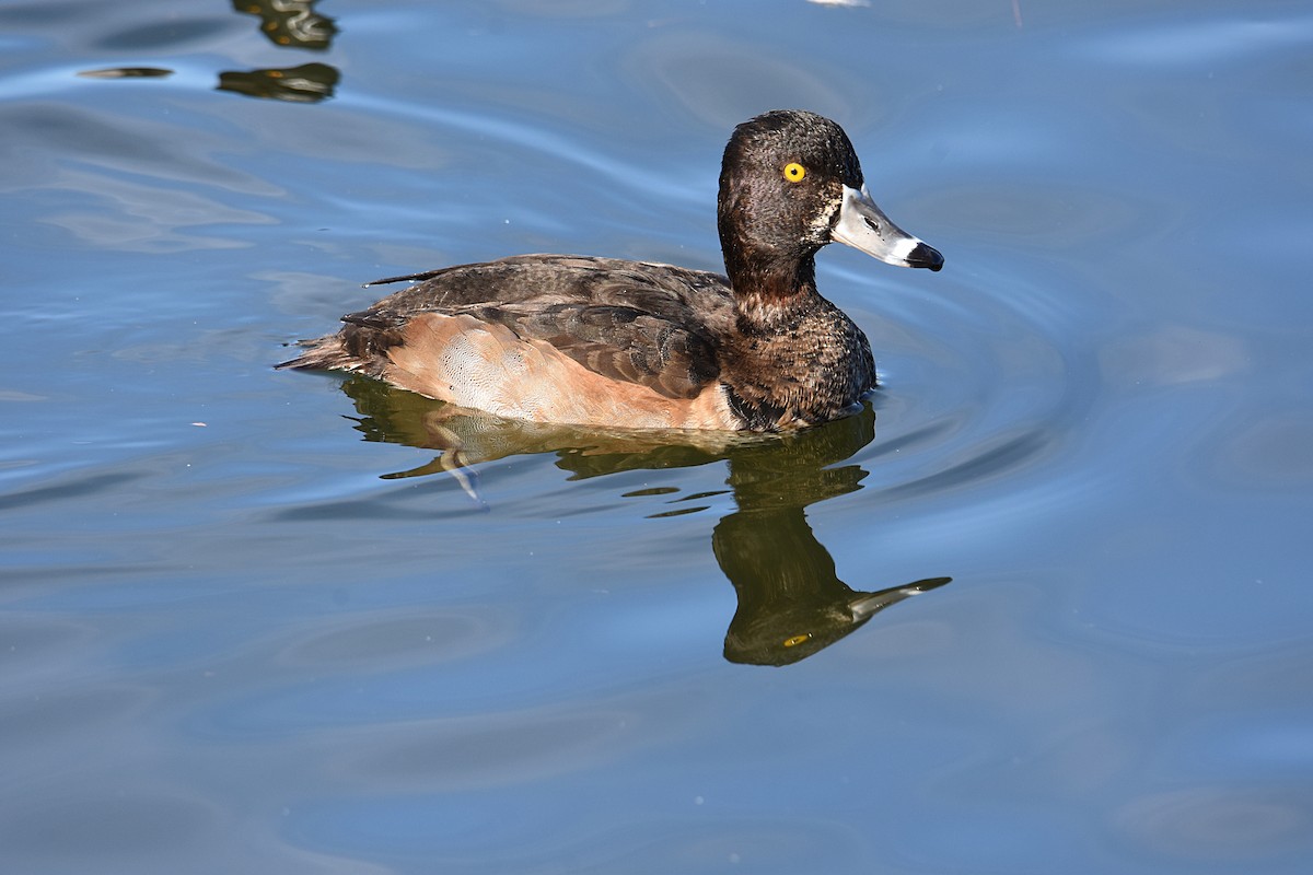 Ring-necked Duck - ML128059801