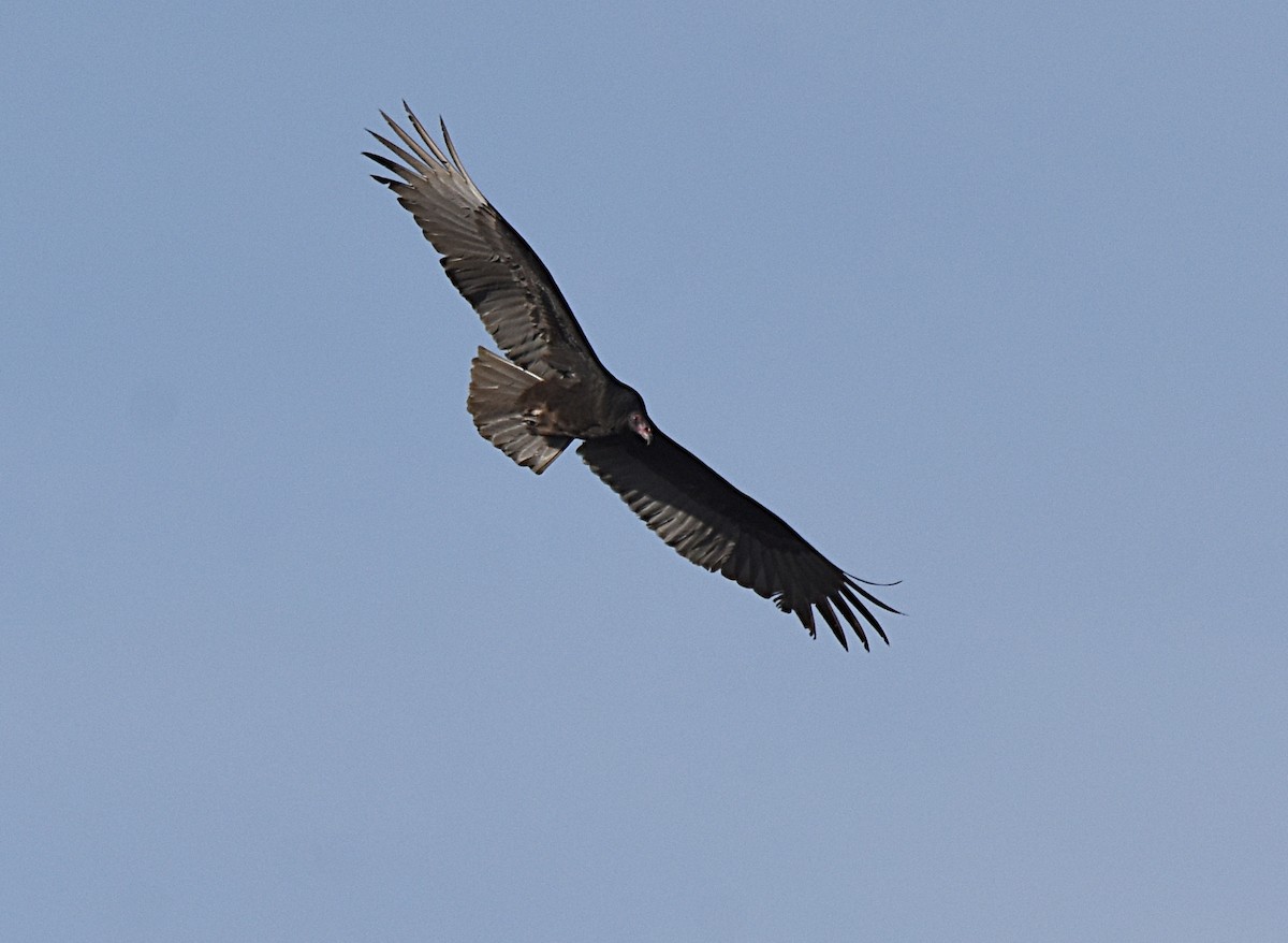 Turkey Vulture - ML128060321