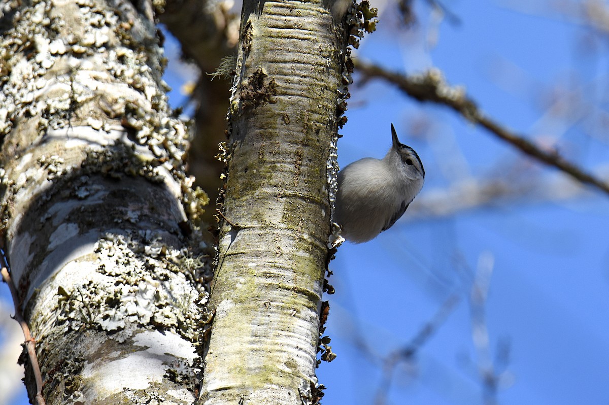 White-breasted Nuthatch - ML128060811