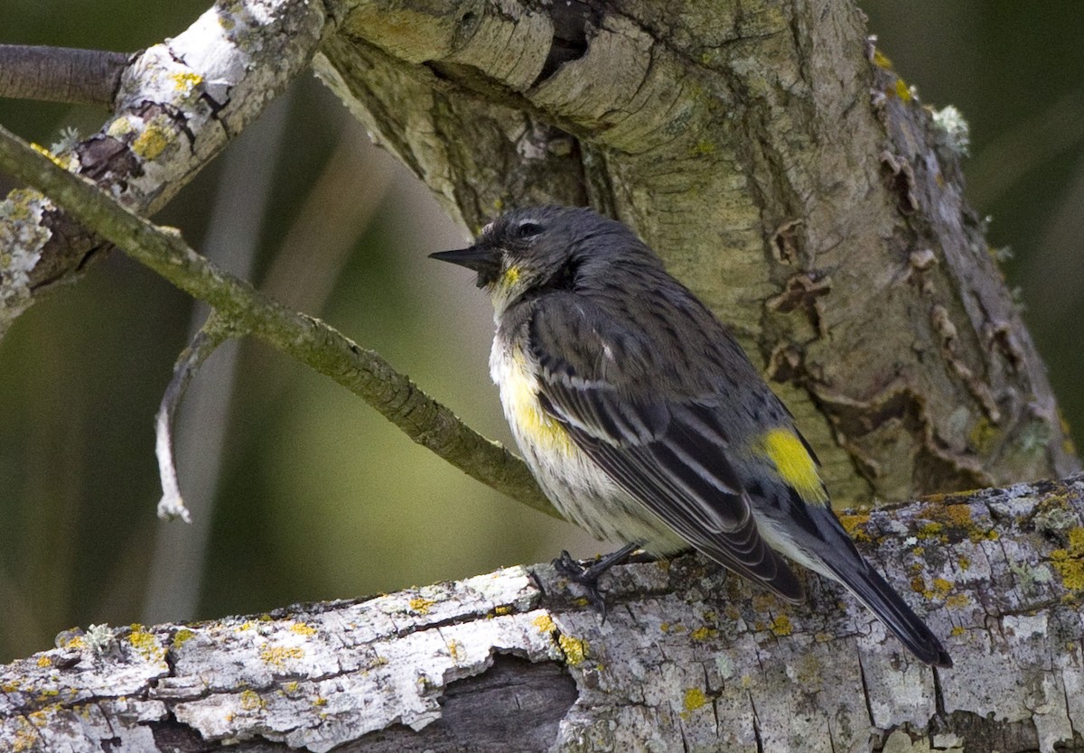 Yellow-rumped Warbler (Audubon's) - ML128062171
