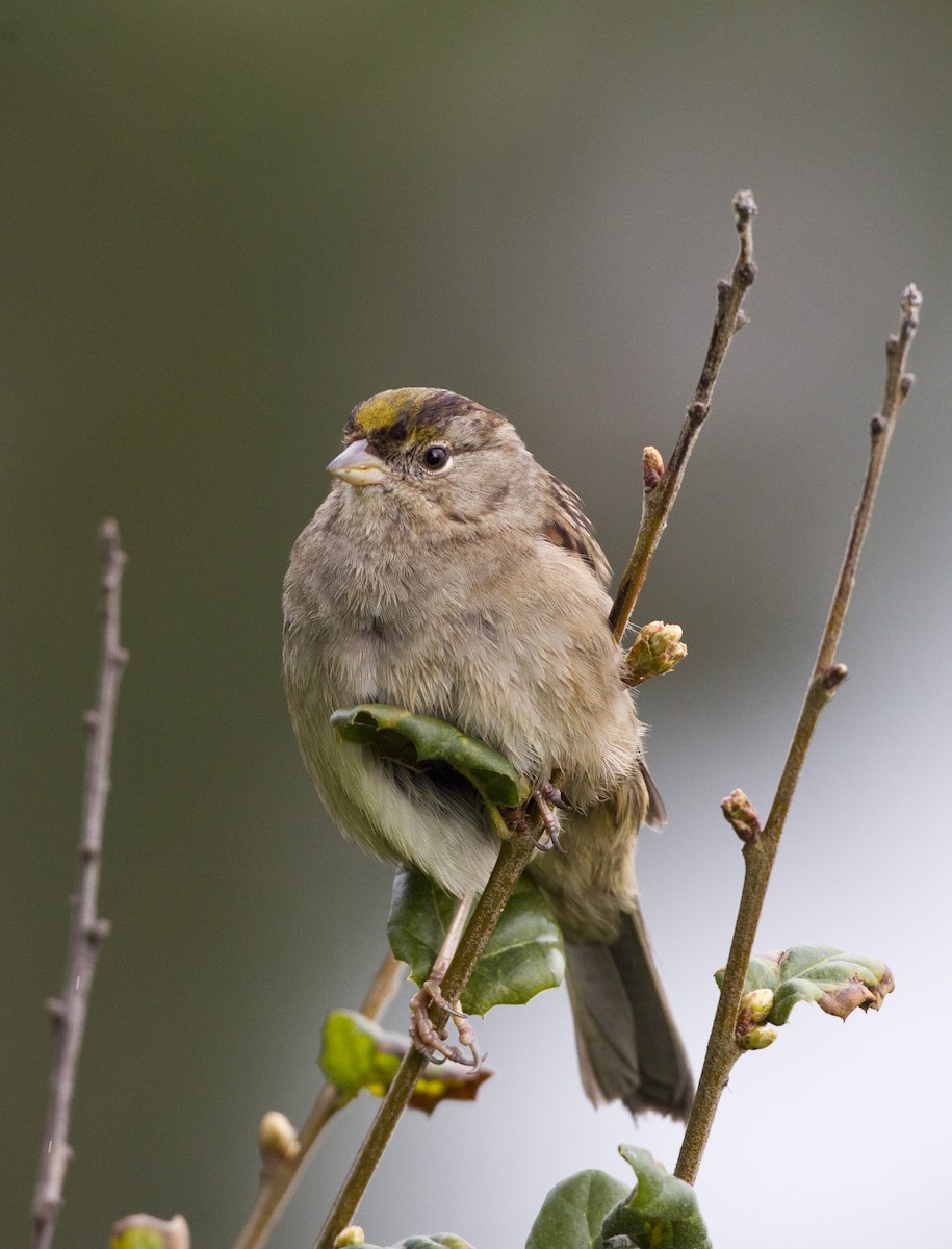 Golden-crowned Sparrow - ML128062471