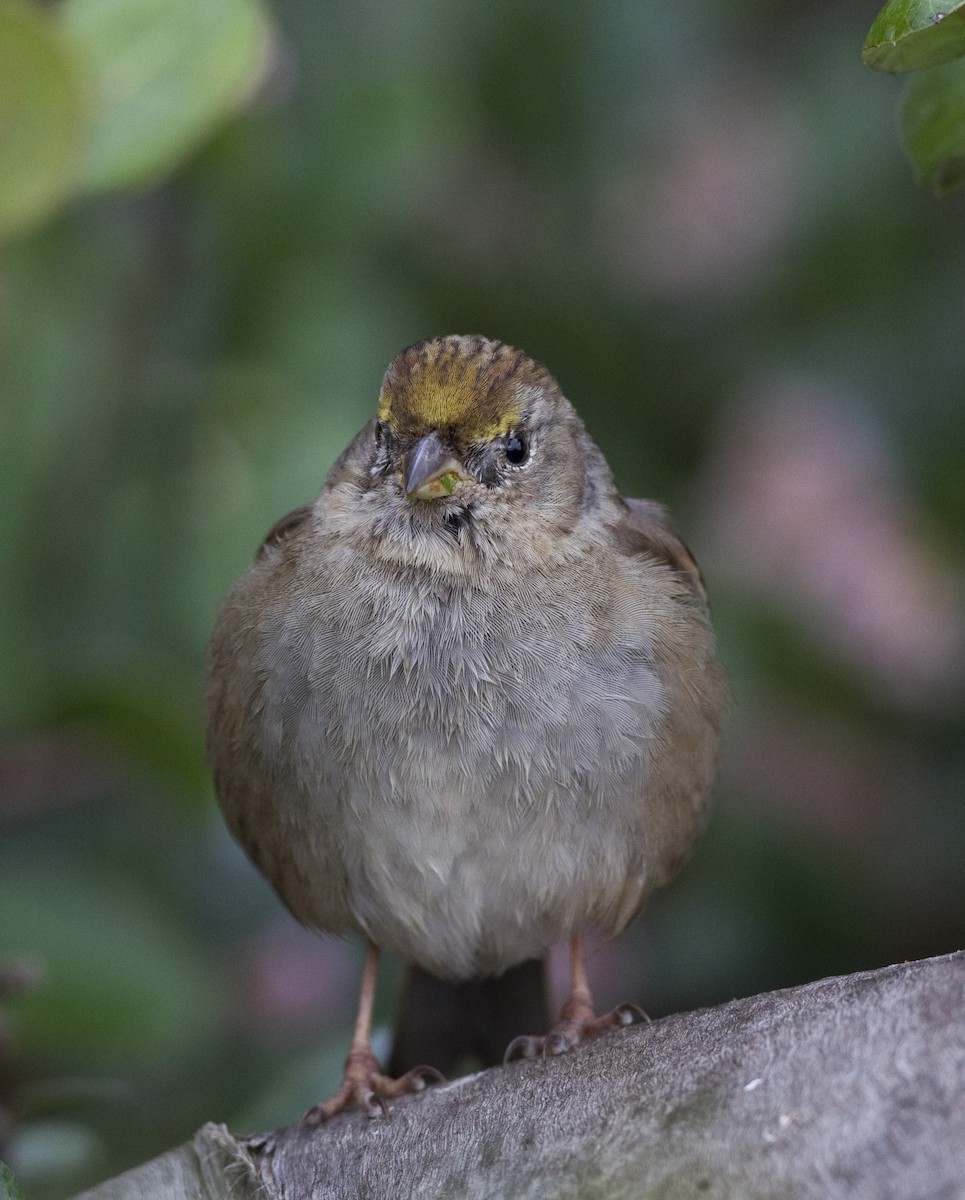 Golden-crowned Sparrow - ML128062481