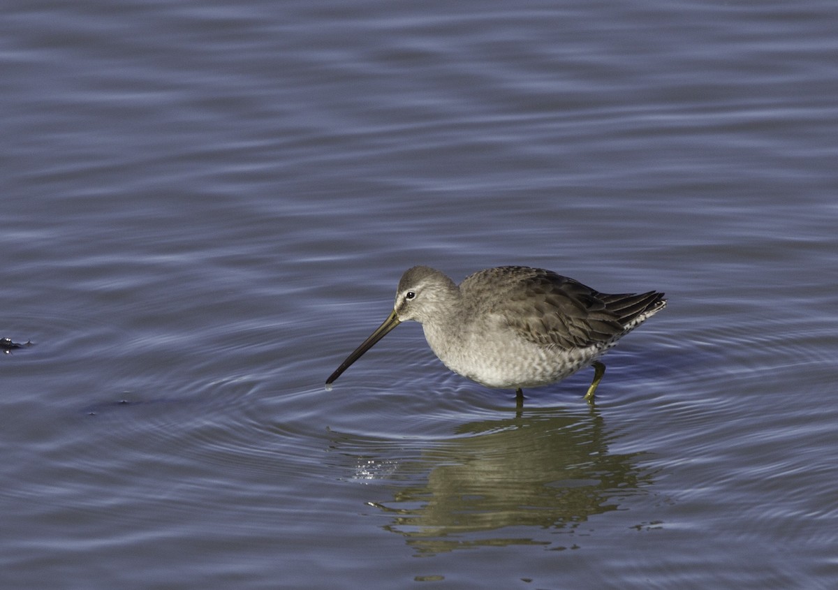Long-billed Dowitcher - ML128062691