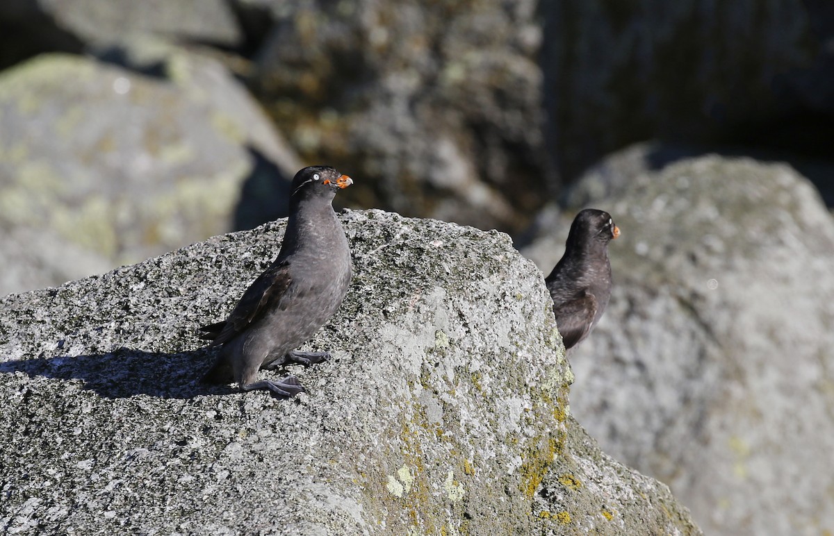 Crested Auklet - ML128063671