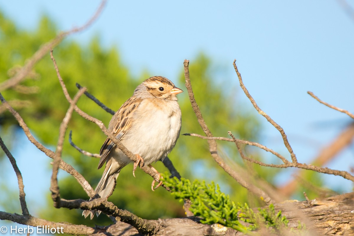 Clay-colored Sparrow - Herb Elliott