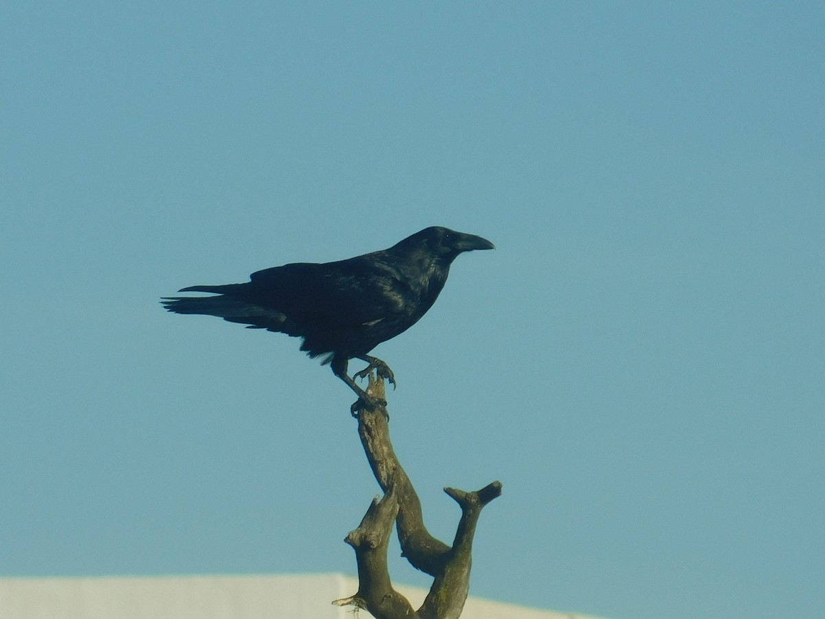 Common Raven - Ezekiel Dobson