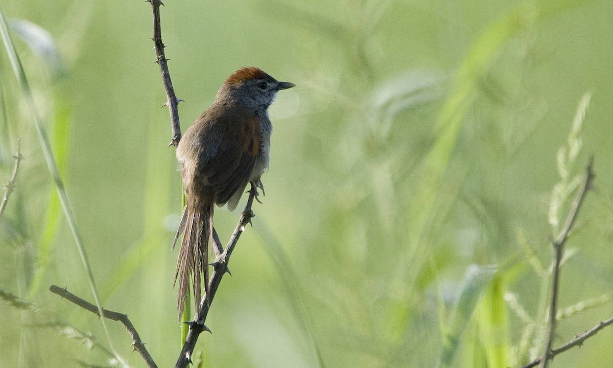 Pale-breasted Spinetail - ML128068111