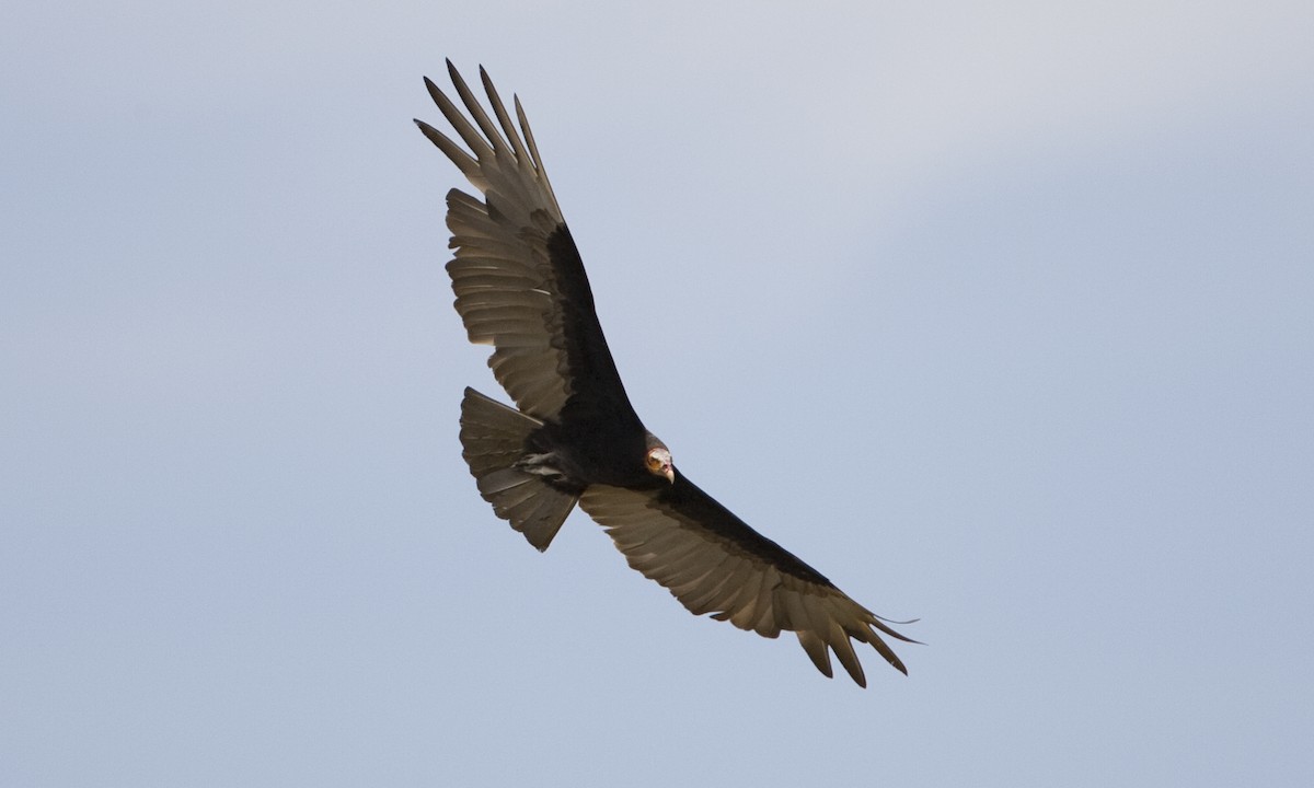 Lesser Yellow-headed Vulture - ML128068361