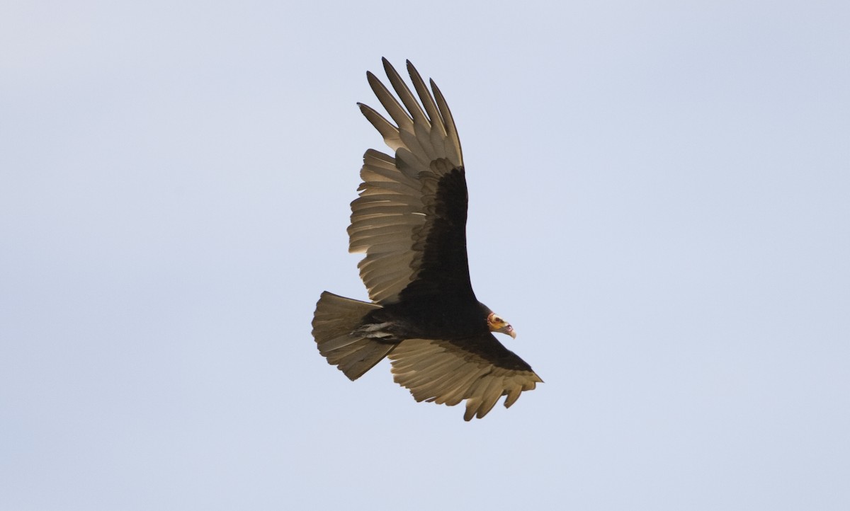 Lesser Yellow-headed Vulture - ML128068371