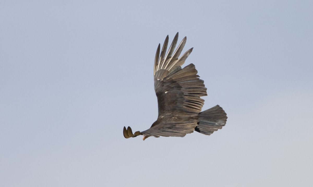 Lesser Yellow-headed Vulture - ML128068381