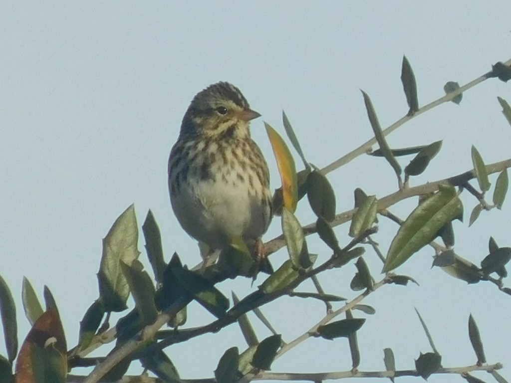 Savannah Sparrow - ML128069621