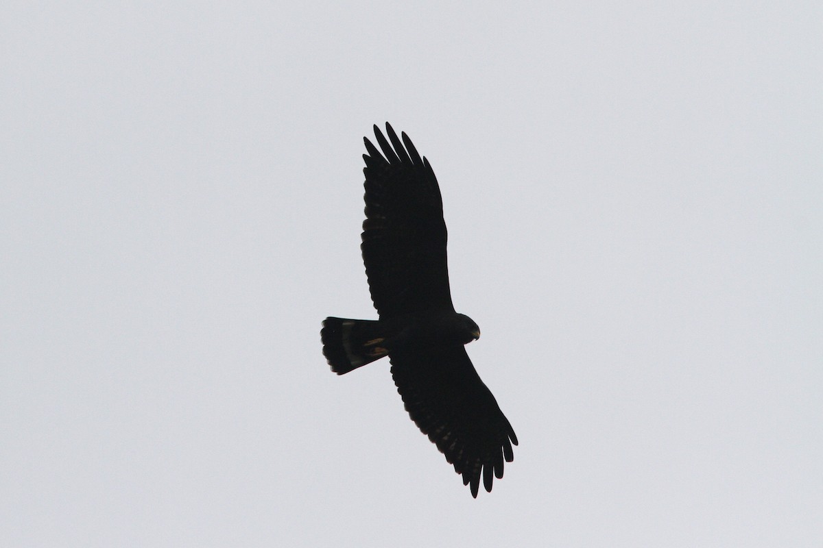 Zone-tailed Hawk - Larry Therrien