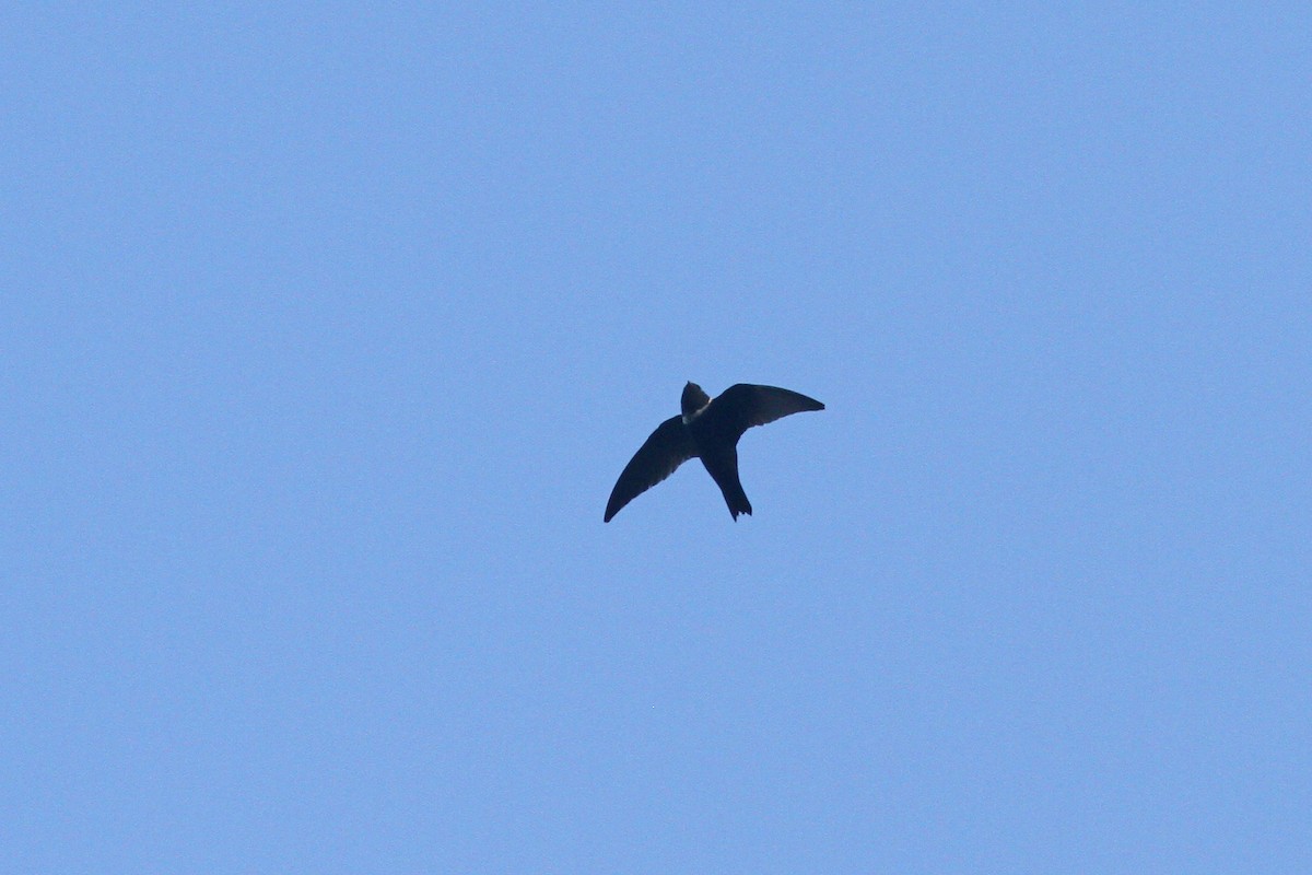 White-collared Swift - Larry Therrien
