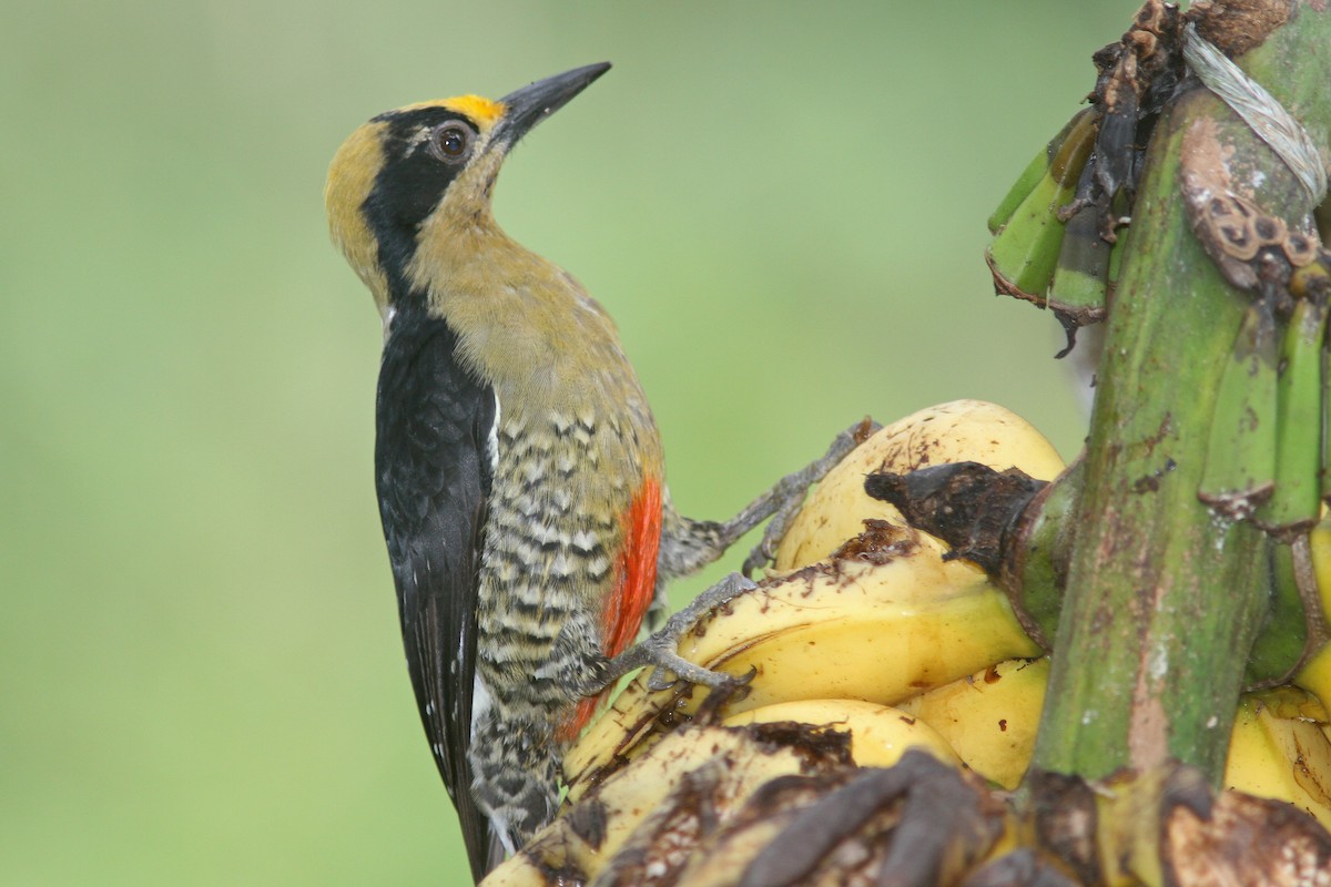 Golden-naped Woodpecker - Larry Therrien