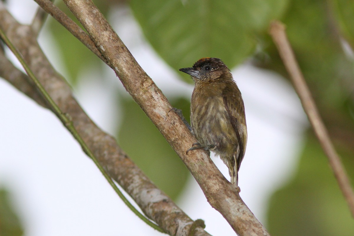 Olivaceous Piculet - Larry Therrien