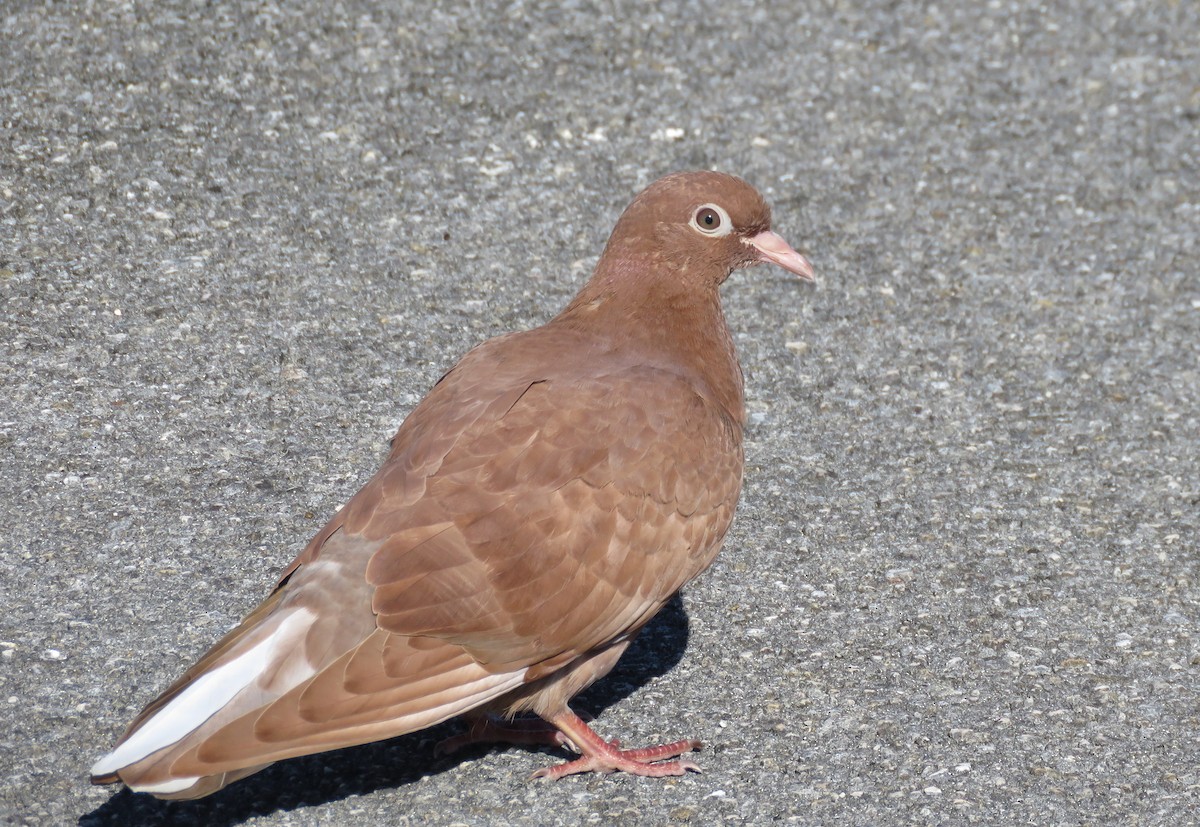 Rock Pigeon (Feral Pigeon) - Jeanne Kaufman