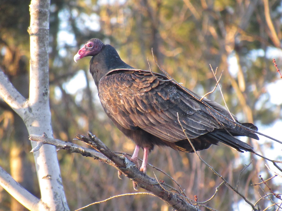 Turkey Vulture - ML128086141