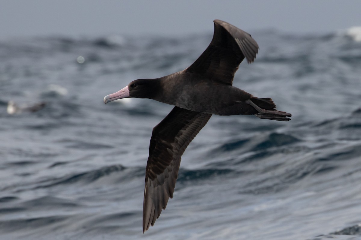 albatros bělohřbetý - ML128091331